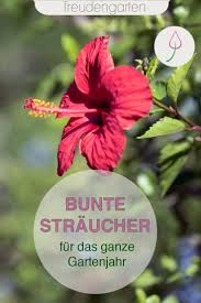 13 Bluhende Straucher Fur Das Ganze Jahr In 2020 Gartengestaltung Pflanzen Straucher Garten