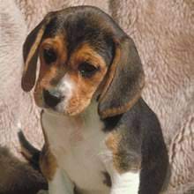 Some results of beagles in illinois for sale only suit for specific products, so make sure all the items in your cart qualify before submitting your order. Puppyfind Pocket Beagle Puppies For Sale