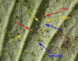 Identify the spider and egg sacs to rule out a poisonous species. Spider Mites Cannabis How To Identify Get Rid Of Them Quickly