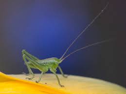 Doch die kleinen hüpfer sind harmlos und verwandeln den garten im sommer in ihren konzertsaal. Heuschrecken Und Netzflugler