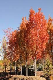 Acer Rubrum Armstrong Scarlet Maple Ornamental Trees Landscaping Trees Shade Trees