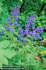 Mar 25, 2020 · the diverse landscape of oregon and washington provides an excellent array of thousands of wildflowers that love the pacific northwest. Delphinium Trolliifolium Cow Poison Wildflowers Of The Pacific Northwest Delphinium Shade Plants Wildflower Garden