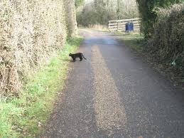 A Black Cat Crossed Your Path Now What The Hidden Prestige