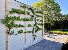 een saaie muur bedekken met een klimplant dÿœ dÿ µi die bevestig je natuurlijk met hout hierbij is siberisch lariks gebruikt muur tuinen tuin klimplanten