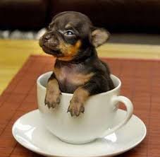 R&eacute;sultat de recherche d'images pour 