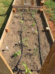 This will loosen the tight coil the hose has been wound in, making placement much easier. How To Install A Soaker Hose Irrigation System Erica Rascon