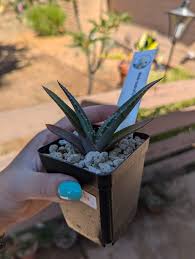 Image result for Aloe suprafoliata