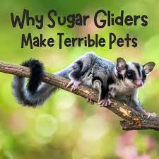 Maybe you would like to learn more about one of these? 10 Reasons Why Sugar Gliders Should Not Be Kept As Pets Pethelpful
