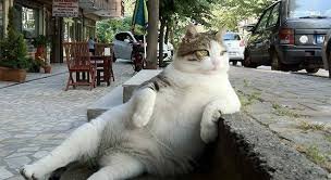 How many days until international cat day? Celebrate International Cat Day On August 8 Shippn Blog