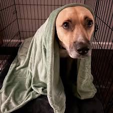 The last days of year 39. Love notes, swollen pregnant ankle massages, ice  cream dates, Target trips and dishwashing duos. Simple, joy filled,  intentional- hard fought. Now, all I want for my