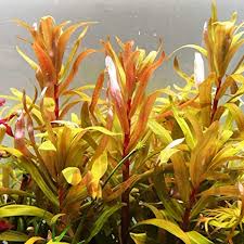 Image result for Nesaea aspera