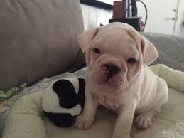 With the trend of designer dogs coming into being over the past two decades, the frenchie has also been crossed with a host of popular purebreds like the chihuahua. View Ad English Bulldog French Bulldog Mix Puppy For Sale Near California Oakland Usa Adn 79835