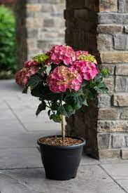 The little lime in a dwarf tree version giving you the benefits of the limelight hydrangea in a dwarf tree form, the little lime® hydrangea means getting the benefits you love in a smaller, more manageable package. Hydrangea Tree Grow Things Better Hydrangea Tree Hydrangea Landscaping Hydrangea Care