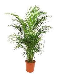 Flowering plants such as passion vine and milkweed, herbs like fennel, and trees such as sweet bay magnolia are all used as host plants. Large Butterfly Palm Diy At B Q