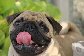 These pugs are currently available for adoption. Pug Temperament Personality Canna Pet
