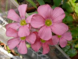 Image result for Oxalis semiloba