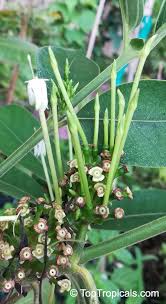 Image result for Oxyanthus speciosus