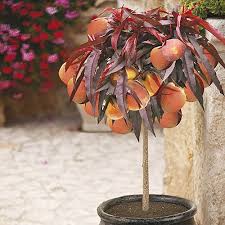 Full grown bonfire peach tree. Red Leaved Patio Peach Tree