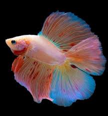 5 Of The Most Amazing Betta Fish For Your Fish Tank Home In 2020 Betta Fish Types Betta Fish Betta