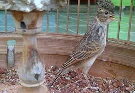 Burung branjangan lokal bisa anda temui di daerah pegunungan maupun alam yang masih belum tersentuh oleh manusia. Cara Merawat Burung Branjangan Karakteristik Dan Habitatnya