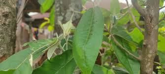 Image result for Pachylobus edulis