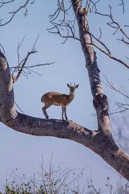 Image result for Heywoodia