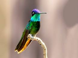 Image result for Tridactyle gentilii