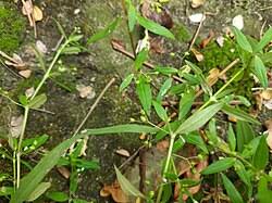 Image result for Oldenlandia angolensis