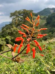 Image result for Aloe lateritia