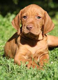 You will need to let your vizsla run for at. 10 Easiest Dogs To Train Which Breed Is Best For You Vizsla Dogs Dog Breeds Easiest Dogs To Train