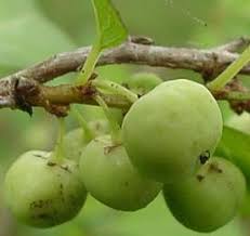 Image result for Flueggea