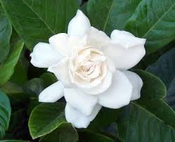 Gardenia Gardenia Bush Edible Flowers Flowers