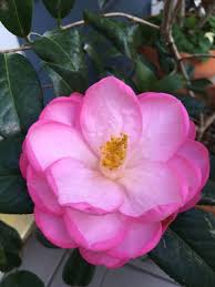 Taylor S Perfection Camellia Hybrid Camellia Flowers Plants