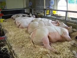 Certified animal welfare approved by a greener world (agw) has the the belgian blue is a relatively recently established cattle breed, characterised by extreme. File Belgian Blue Cattle At Foire Agricole De Libramont 2008 Jpg Wikimedia Commons
