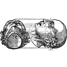 This black and white vintage illustration features the human sternum and ribs. Cousin Jehan Vintage Bald Head Vector Anatomy Art Clipart Commercial Use Gif Jpg Png Eps Svg Ai Pdf Clipart 403120 Graphics Factory