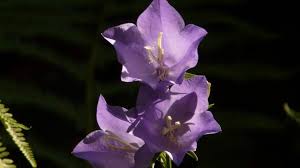 Check spelling or type a new query. Peach Leaved Bellflower Info Planting Care And Tips Live Native Com