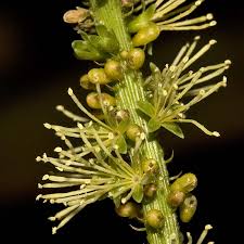 Image result for Entada arenaria