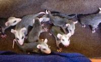 These simple devices change color to indicate safe and. Rainbow Wildlife Rescue And Wildlife Rehabilitation In Texas Found Baby Opossums