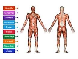 Human muscle system, the muscles of the human body that work the skeletal system, that are under voluntary control, and that are concerned with movement, posture, and balance. Muscles Teaching Resources