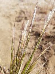 Image result for Aristida adscensionis