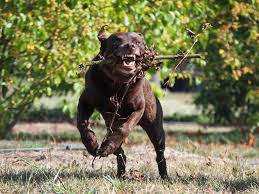 Menschen, die sich für einen hundewelpen interessieren, sollten unseren ausführlichen hundwelpen ratgeber lesen! Gebiss Hund Was Du Uber Das Hundegebiss Wissen Solltest