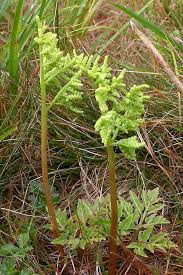 Image result for Botrychium dissectum