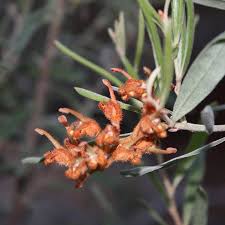 Image result for Indigastrum parviflorum