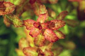 Image result for Ludwigia senegalensis