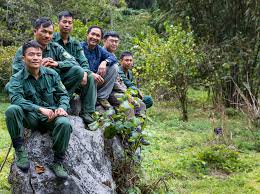 Image result for Strephonema mannii