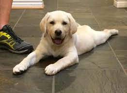 Check spelling or type a new query. Akc Champion Gransired English Lab Labrador Female 3 1 2 Months Ofa For Sale In Midlothian Texas Classified Americanlisted Com