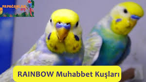 rainbow muhabbet kusu muhabbet kuslari papaganlar kusu
