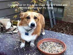 I Caught Daisy Eating Bird Seed In The Back Yard Today I Have No Idea How My Corgi Jumped Up Onto This Table Corgi Pembroke Welsh Corgi Welsh Corgi