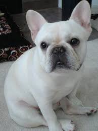 However, free frenchy dogs and puppies are a rarity as rescues usually charge a small adoption fee to cover their expenses (usually less than $200). Pin On French Bulldogs