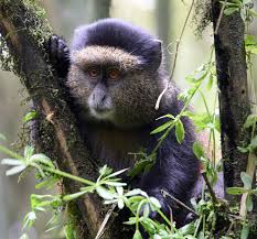 Image result for Isachne mauritiana